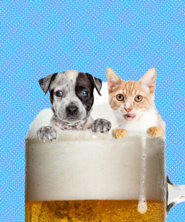 Beer For Dogs, Wine For Cats: How Drinks for Pets Became a Global Phenomenon