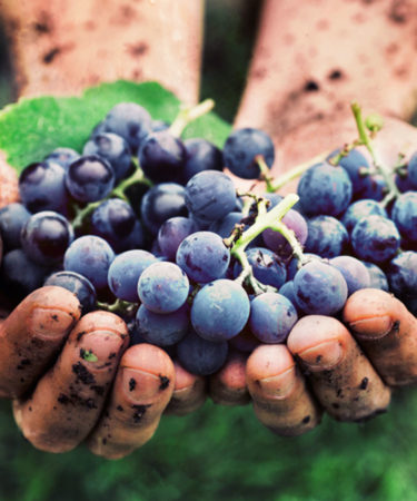 We Asked 9 Somms: Is Natural Wine Overrated?