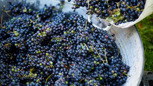 World Wine Production Expected to Sink to 60-Year Low in 2023